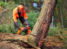 Best Leaf Removal  in Archer City, TX