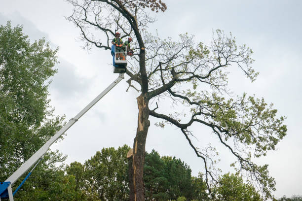 Best Stump Grinding and Removal  in Archer City, TX