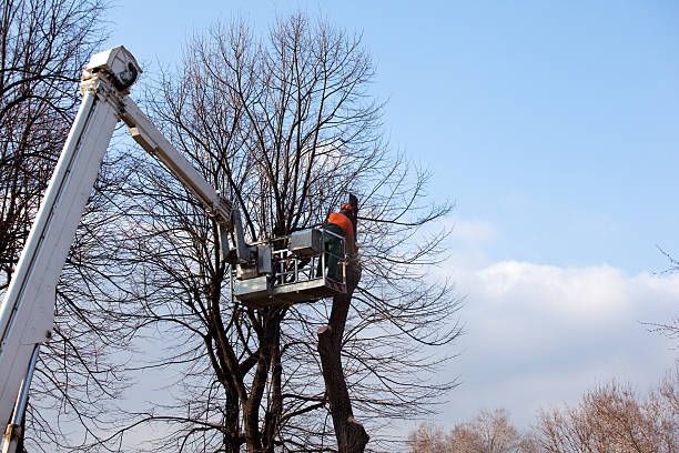 Best Tree Risk Assessment  in Archer City, TX