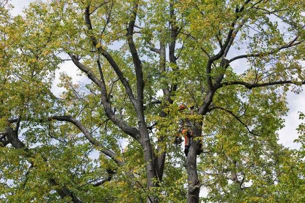 Best Arborist Consultation Services  in Archer City, TX